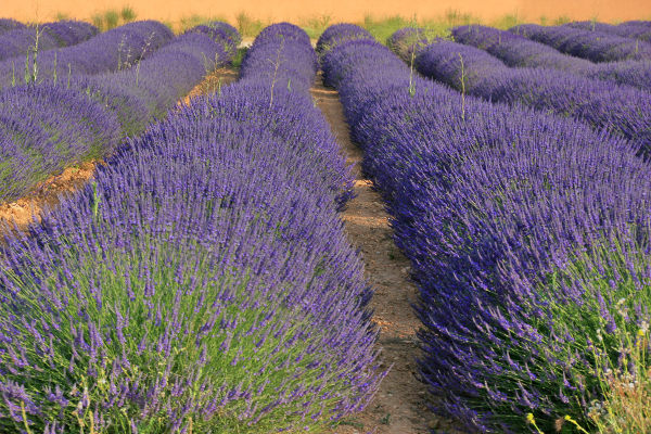 Usos y beneficios de la lavanda