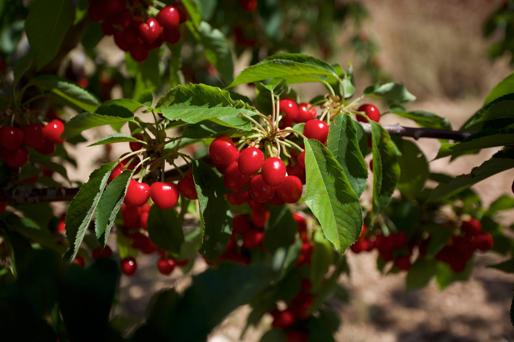 Cerezas solidarias 2018