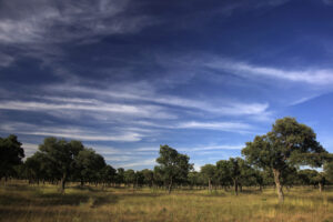 Finca Dehesa de Los Llanos